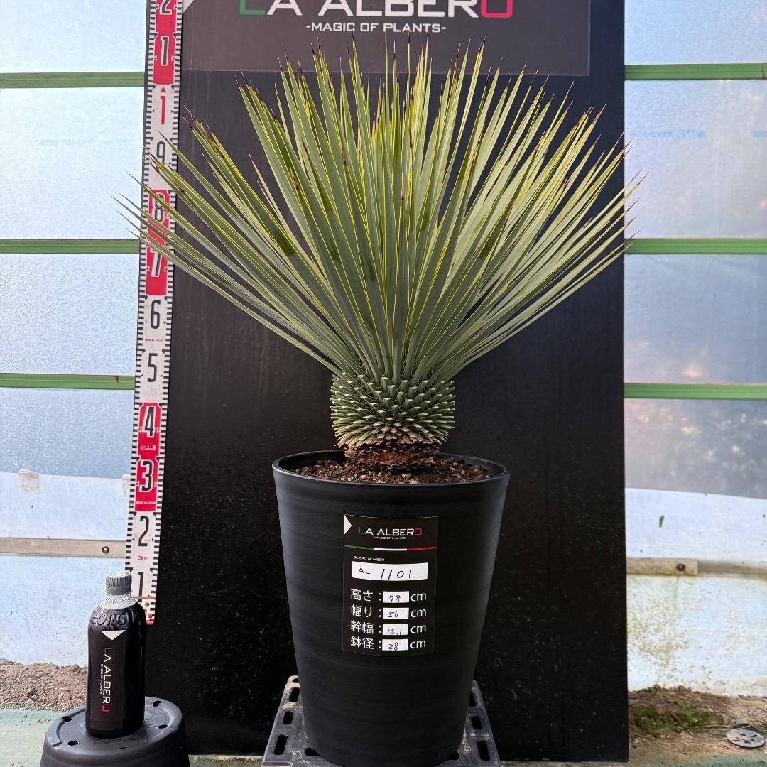 【AL1101】ユッカ　ロストラータ　超美形