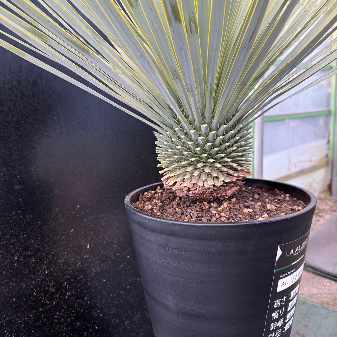 【AL1101】ユッカ　ロストラータ　超美形