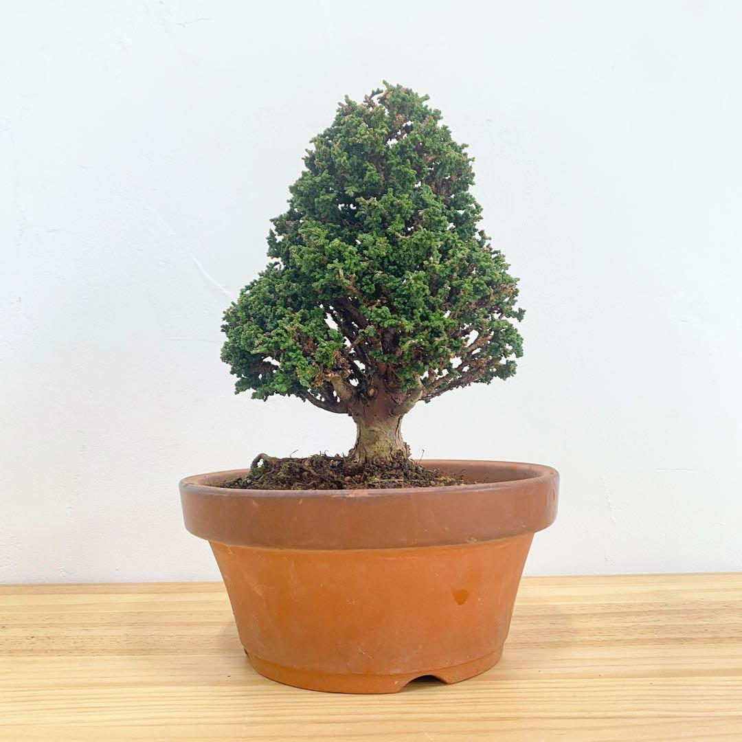 石化桧　小品盆栽　素焼鉢6号