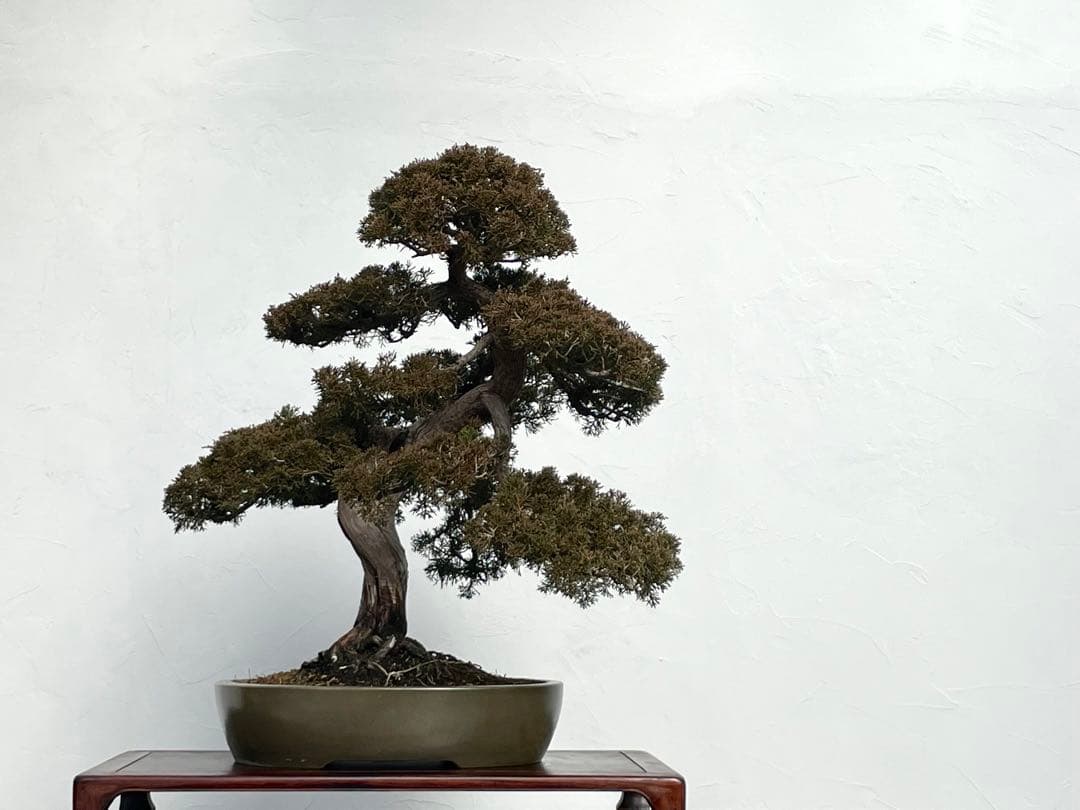 三河盆栽　シンパク　盆栽