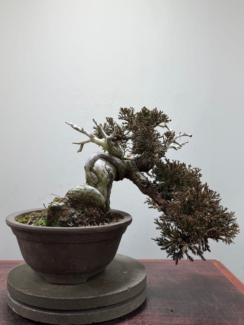 【ガチ盆栽】真柏　シャリ幹　天ジン