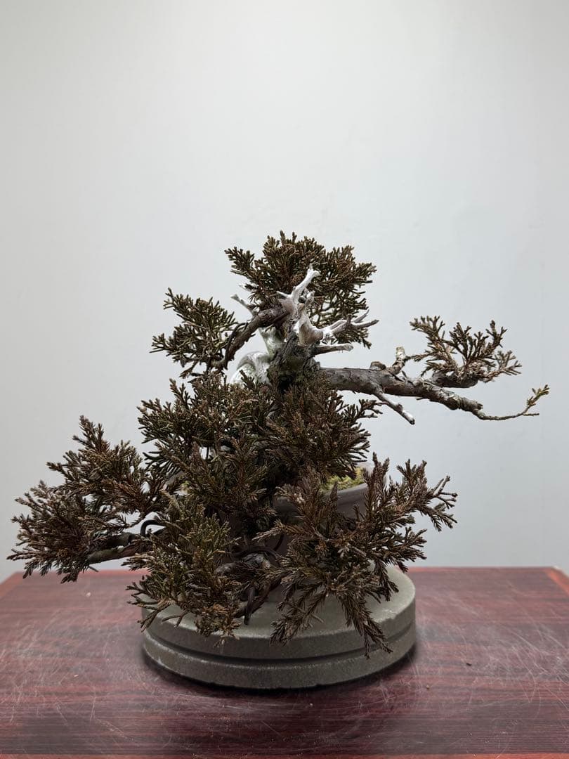 【ガチ盆栽】真柏　シャリ幹　天ジン