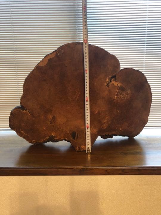 さるのこしかけ