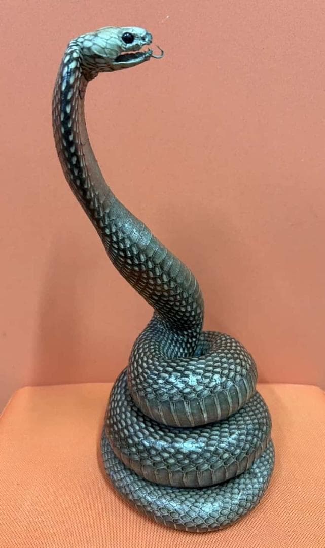 貴重！ ジャワコブラの剥製