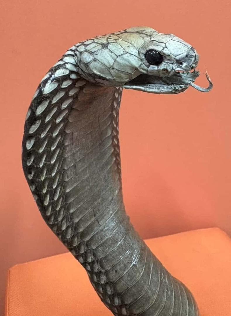 貴重！ ジャワコブラの剥製