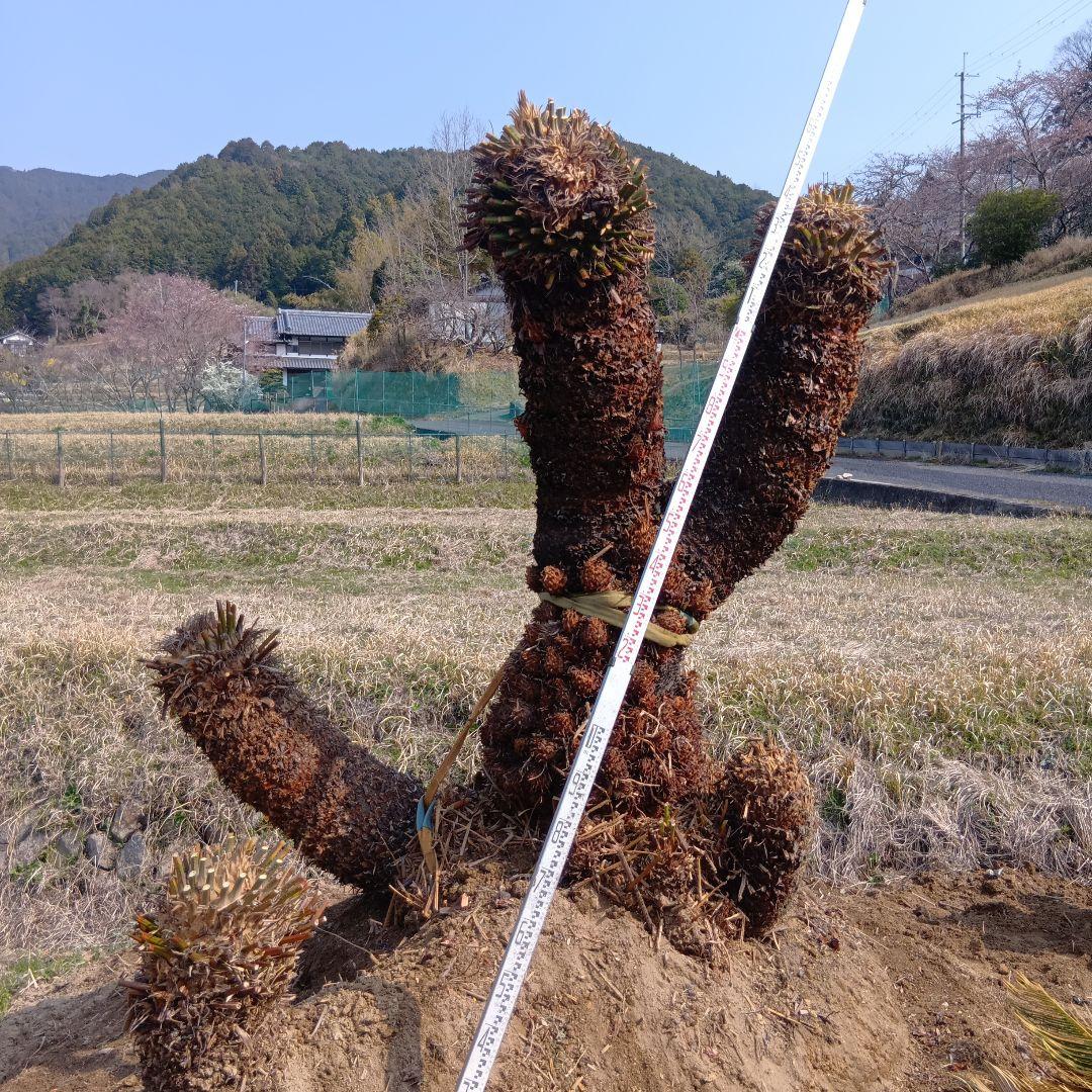 ソテツ（巨大サイズ株）