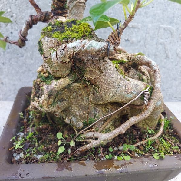 亜熱帯の樹木　奄美のガジュマル　④　幹塊