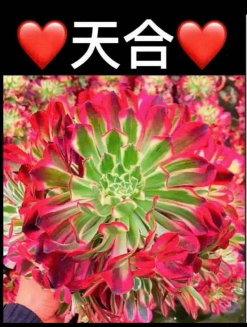 多肉植物アエオニウム錦❤️天合錦❤️