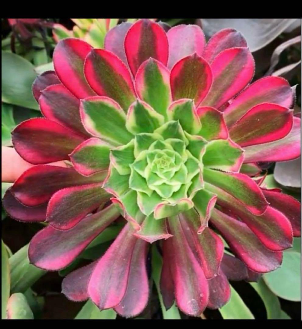 多肉植物アエオニウム錦❤️天合錦❤️