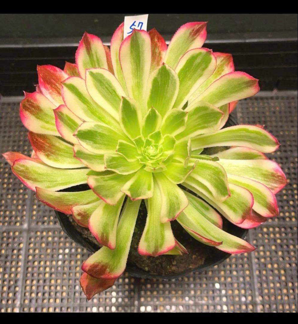 多肉植物アエオニウム錦❤️天合錦❤️