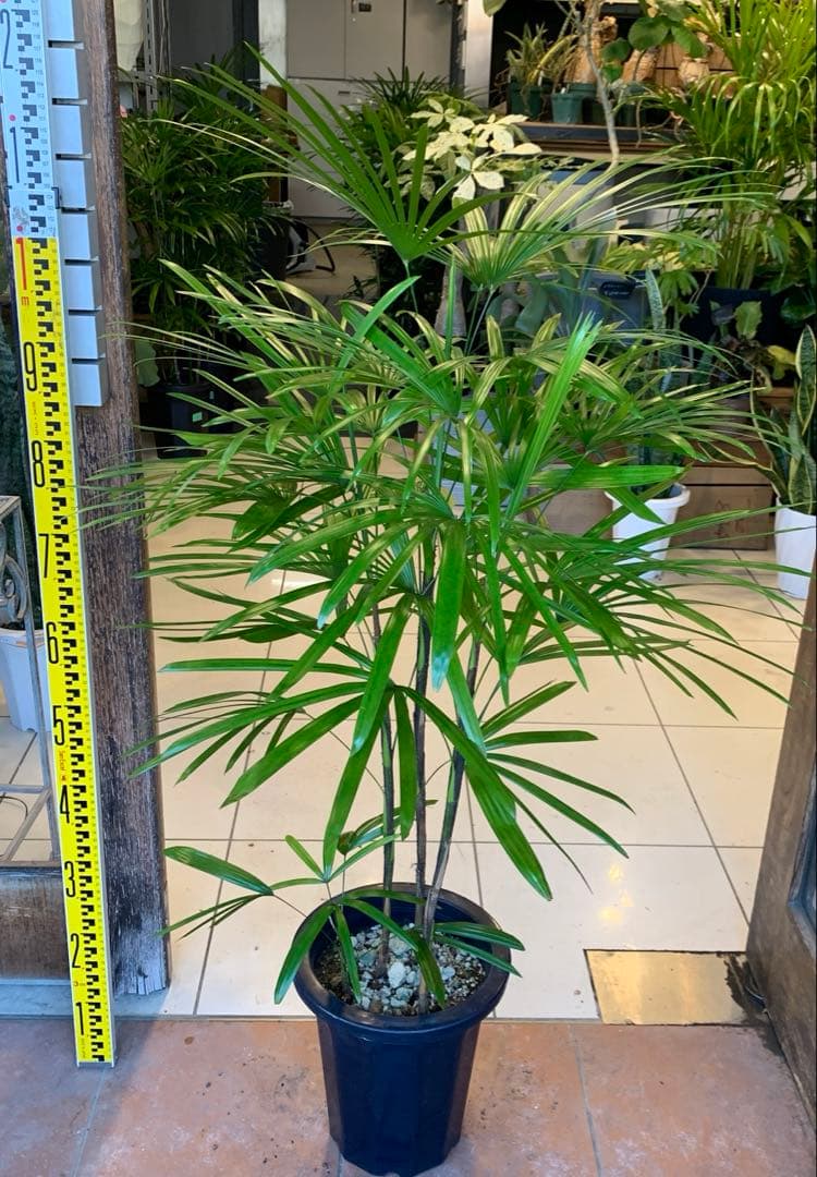 シュロチク 棕櫚竹 8号 4