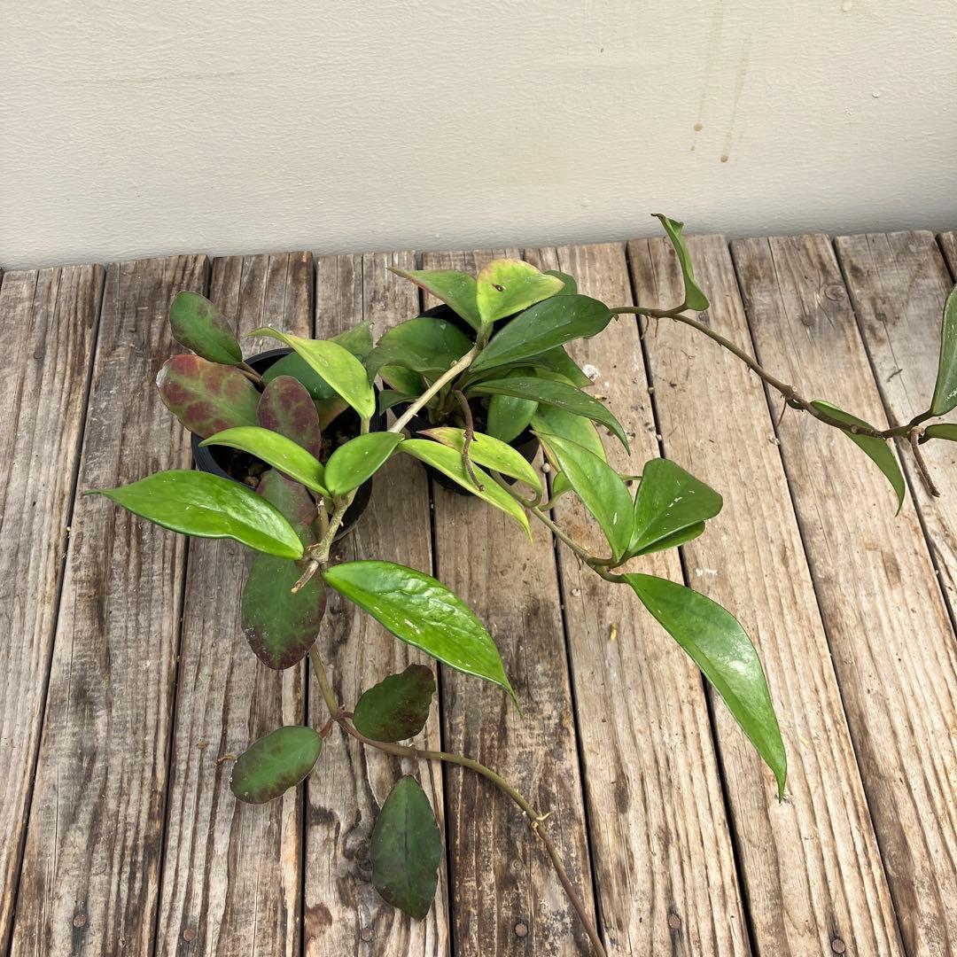 ホヤ8種類セット　希少種＋サボテン4鉢