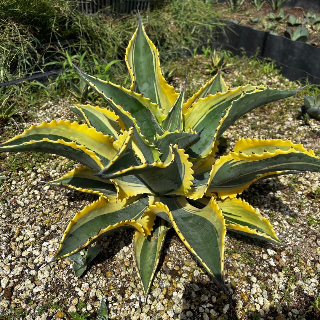 アガベ　リップルエフェクト　親株