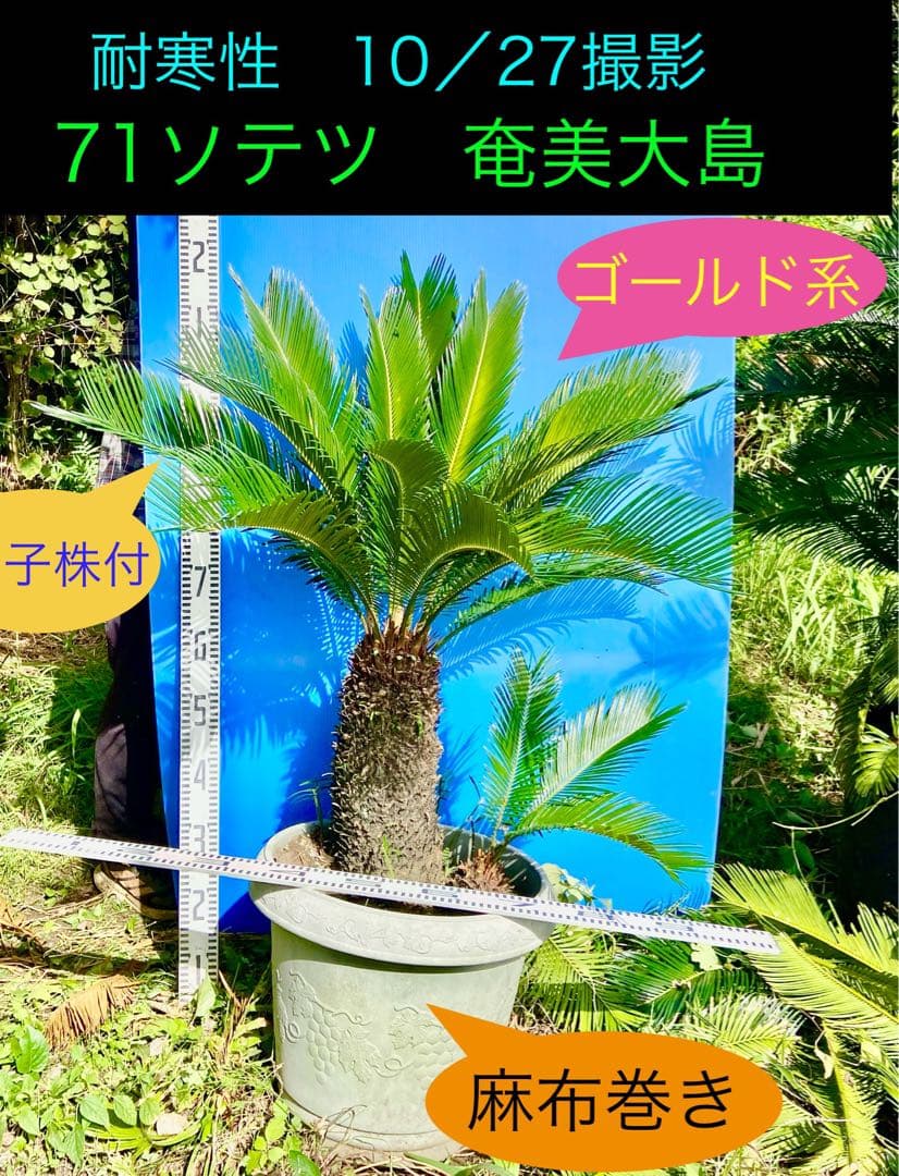 2000円値下71ゴールド系ソテツ 奄美大島　耐寒性