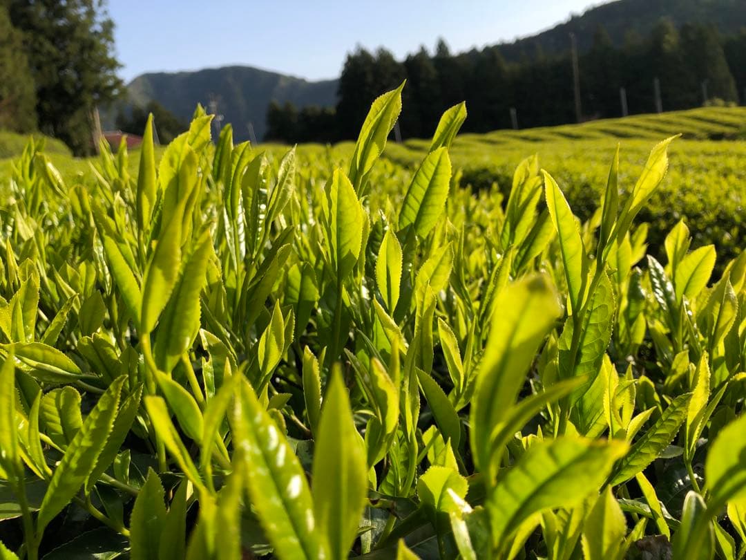 BTS 無農薬栽培の粉末緑茶　100g×10個 健康長寿の川根茶