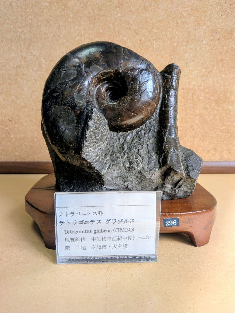 アンモナイト化石 12.0㎝(296)