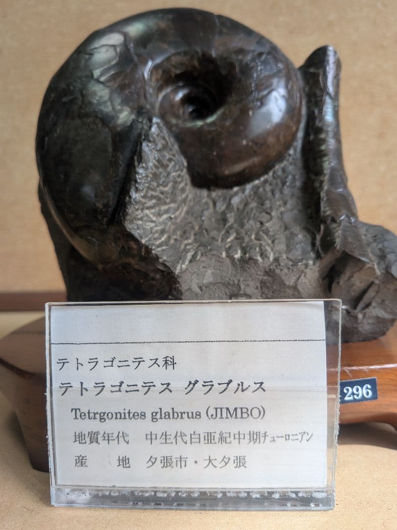 アンモナイト化石 12.0㎝(296)