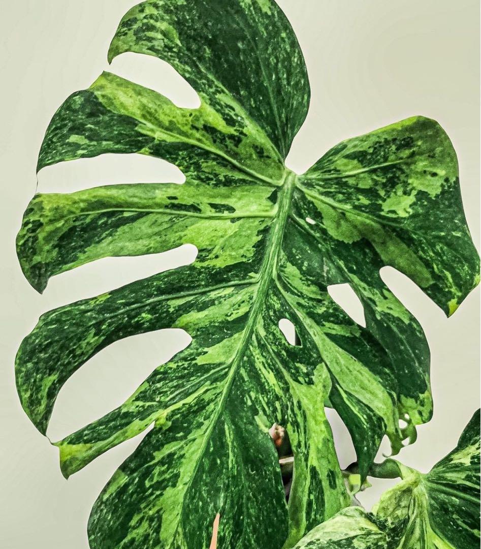 ハイグレード♡TC苗　モンステラ　デリシオーサ　オーシャンミント　バリエガータ