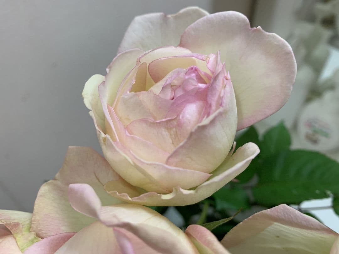 いちごのたね様