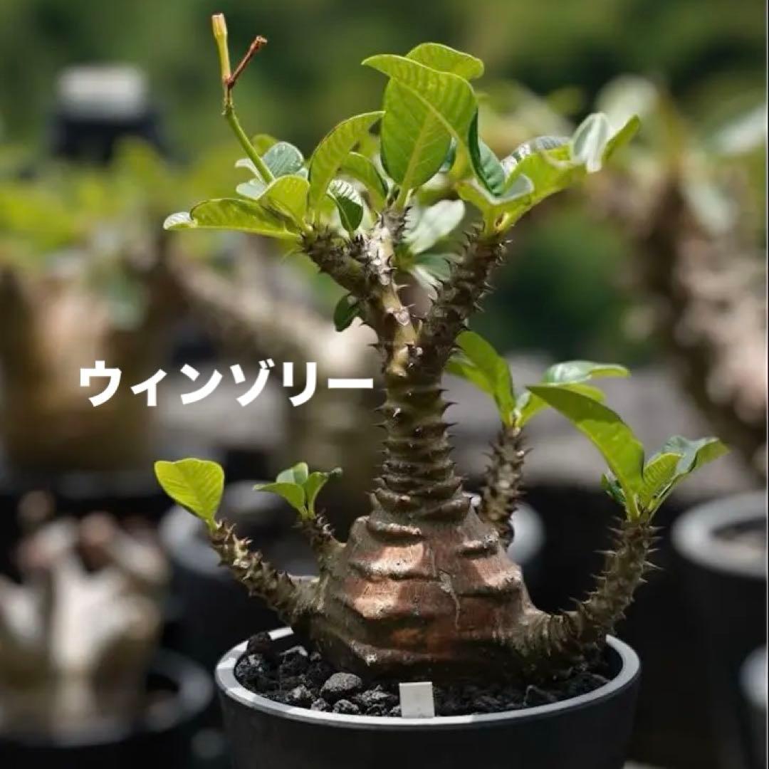 超新鮮　自家採種 パキポディウム　ウィンゾリー　種子　10粒　塊根植物