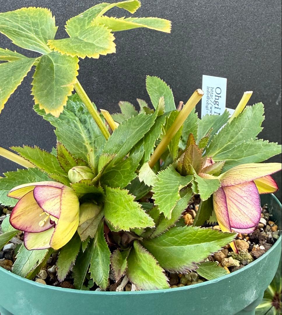 ま*い様 クリスマスローズ 開花株 sdムルチオーレア 充実株 大木ナーセリー