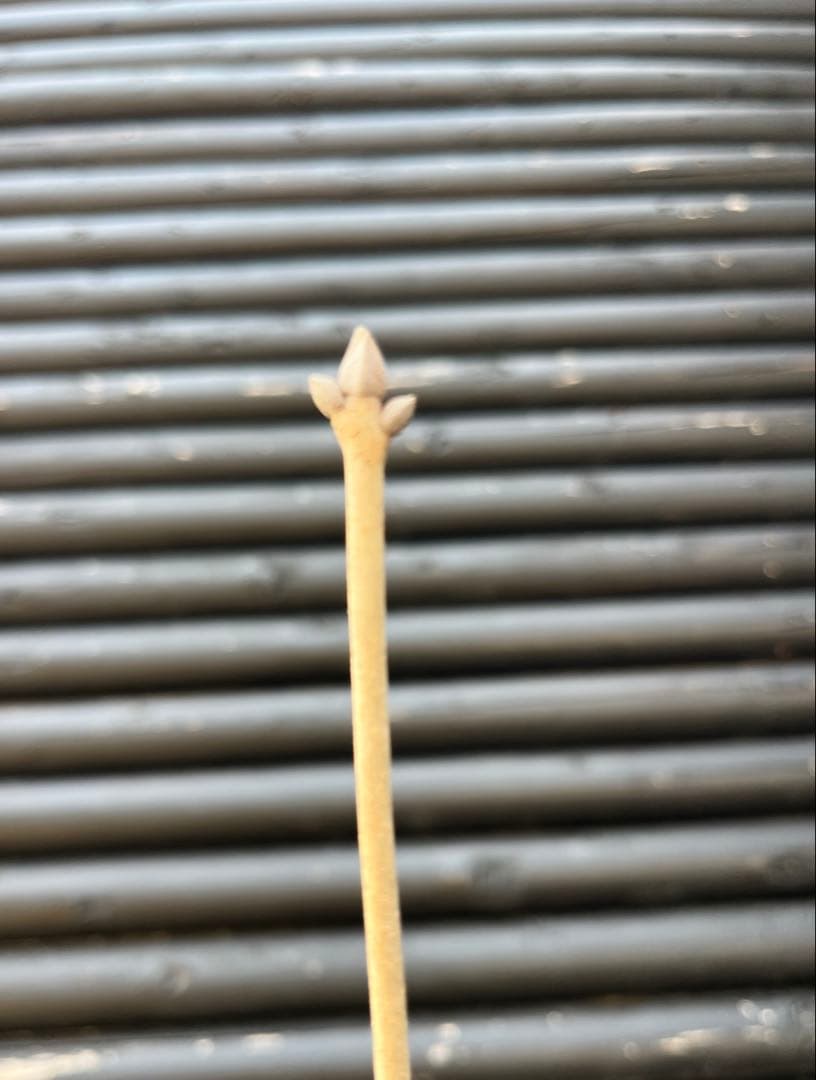 山採り天然　アオダモ　斑紋5本株立ち　15