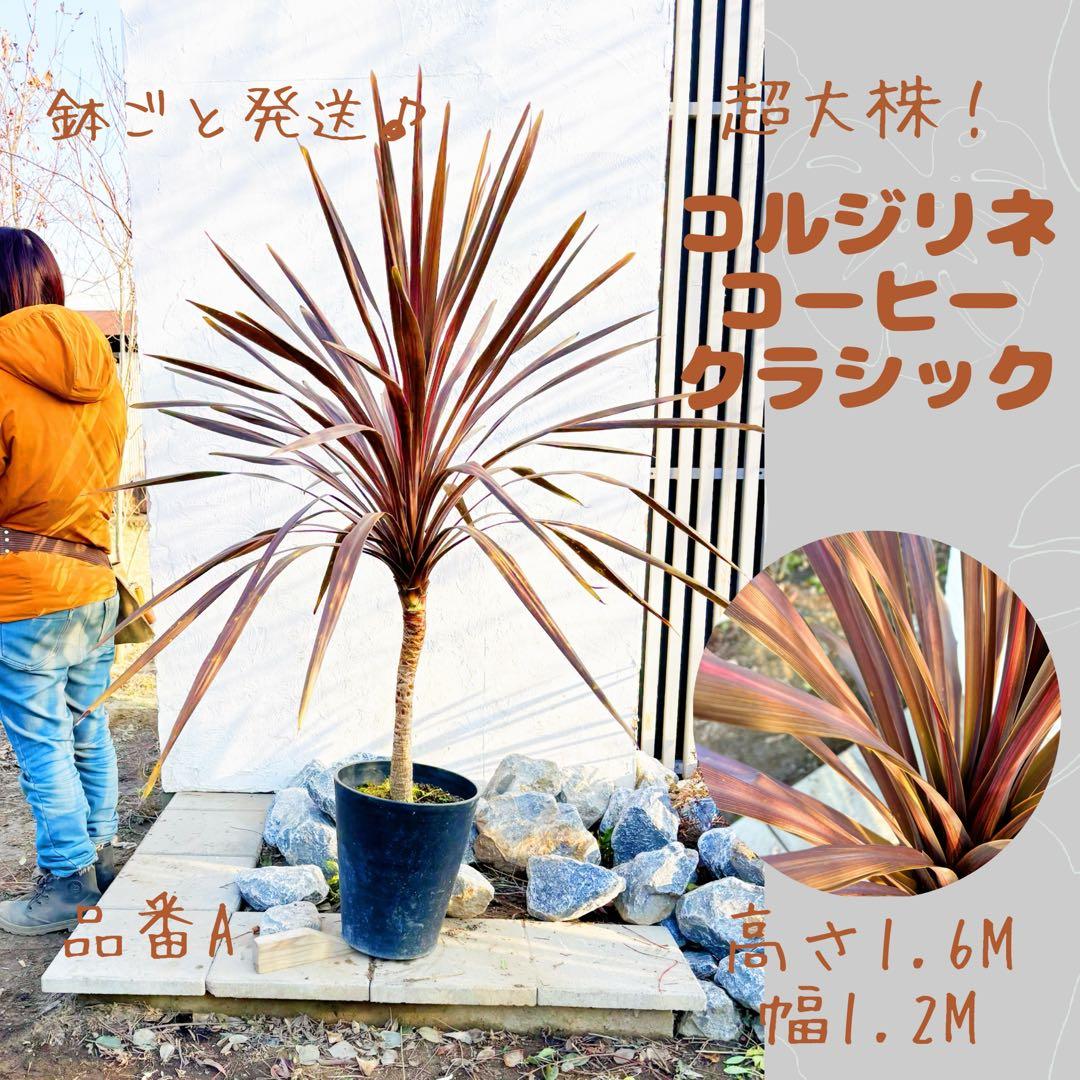 超大株！コルジリネ コーヒークラシック1.6M(鉢底から)品番A☆数量限定セール