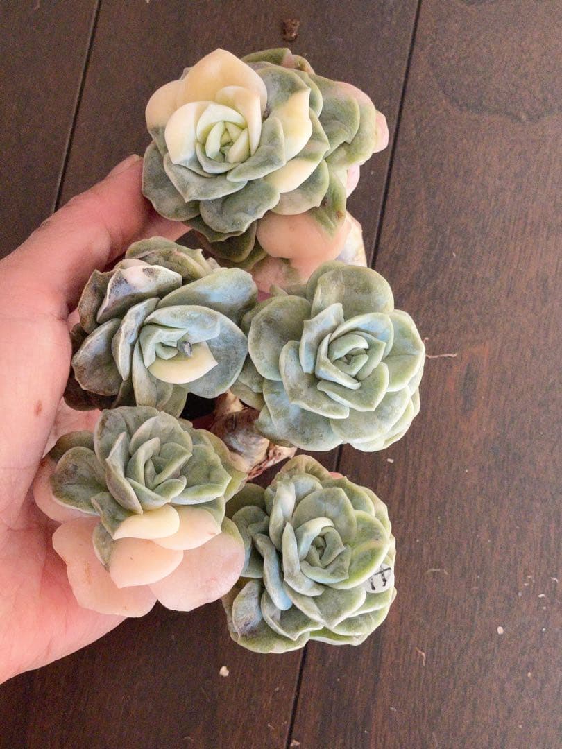 ラブリーローズ錦　四頭美斑入り　多肉植物　エケベリア