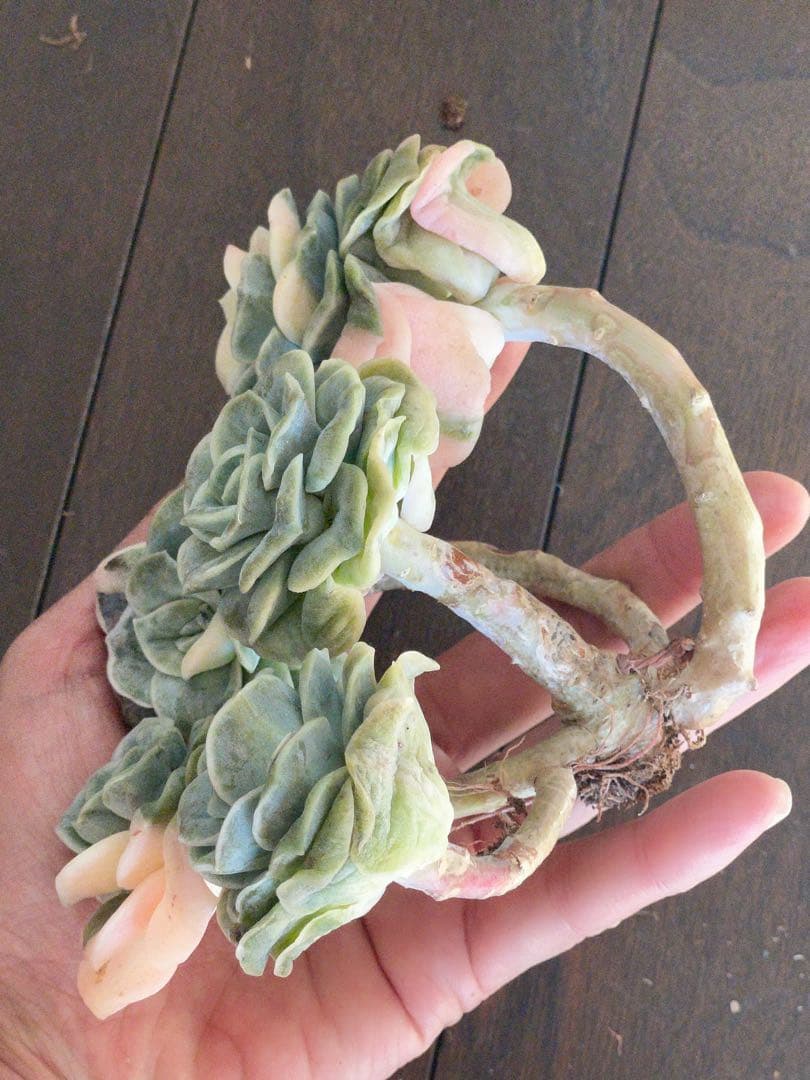 ラブリーローズ錦　四頭美斑入り　多肉植物　エケベリア