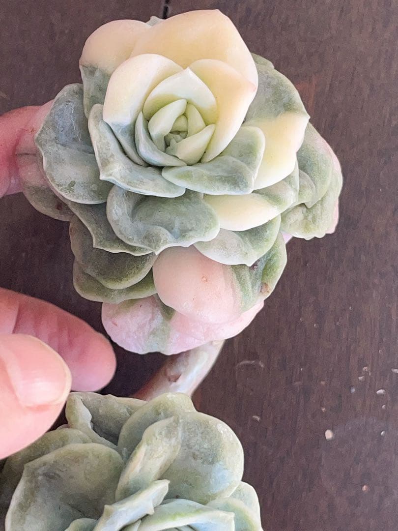 ラブリーローズ錦　四頭美斑入り　多肉植物　エケベリア