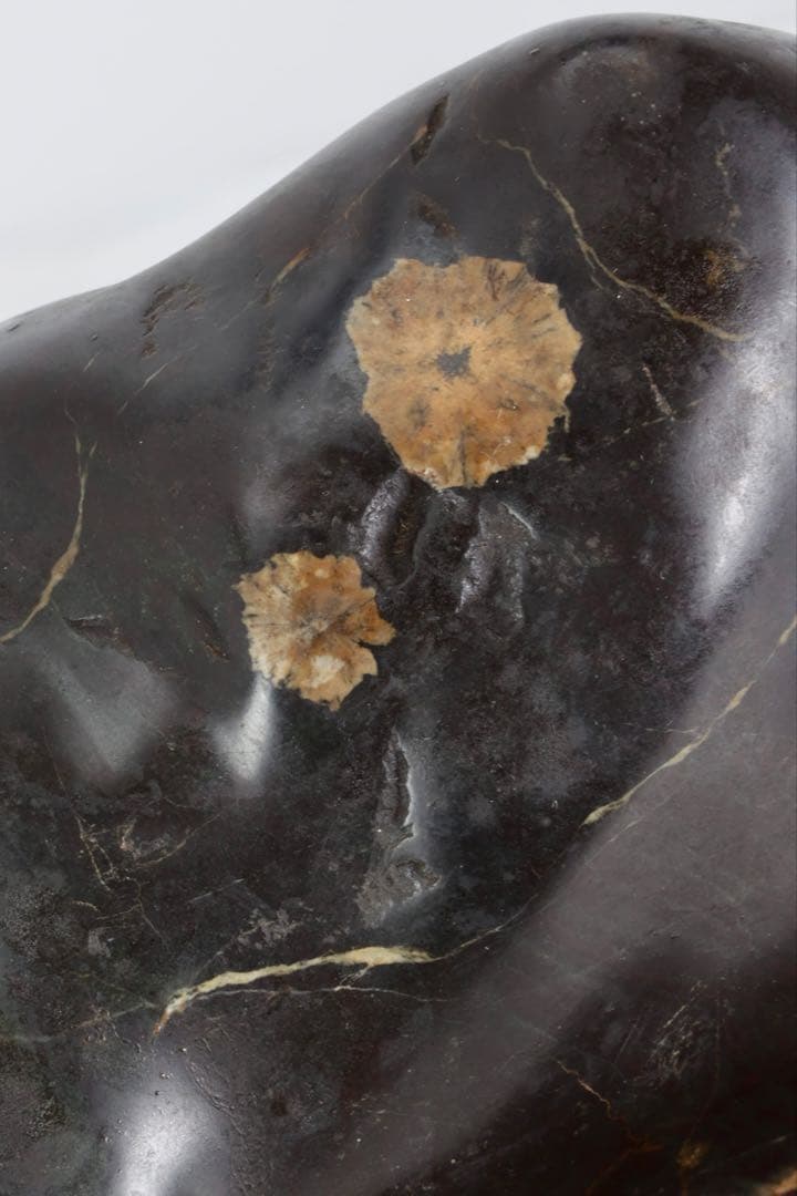 菊花石 花紋石 黒母岩 台座付 2.2kg 鑑賞石 自然石 原石 水石 盆石