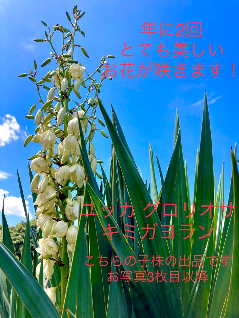 完売　　野生化して大変丈夫な【ユッカ グロリオサ/アツバキミガヨラン】