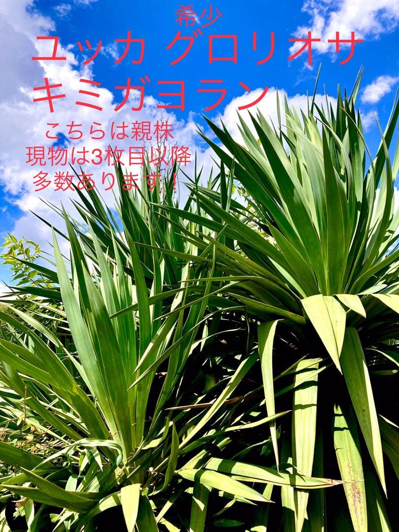 完売　　野生化して大変丈夫な【ユッカ グロリオサ/アツバキミガヨラン】
