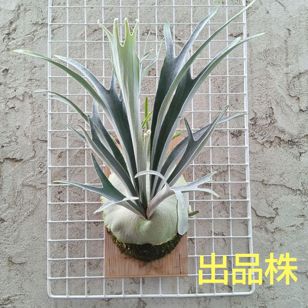 p.veitchii auburn  ベイチー　アーバンリバー