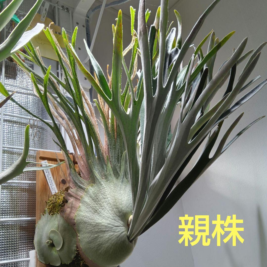 p.veitchii auburn  ベイチー　アーバンリバー