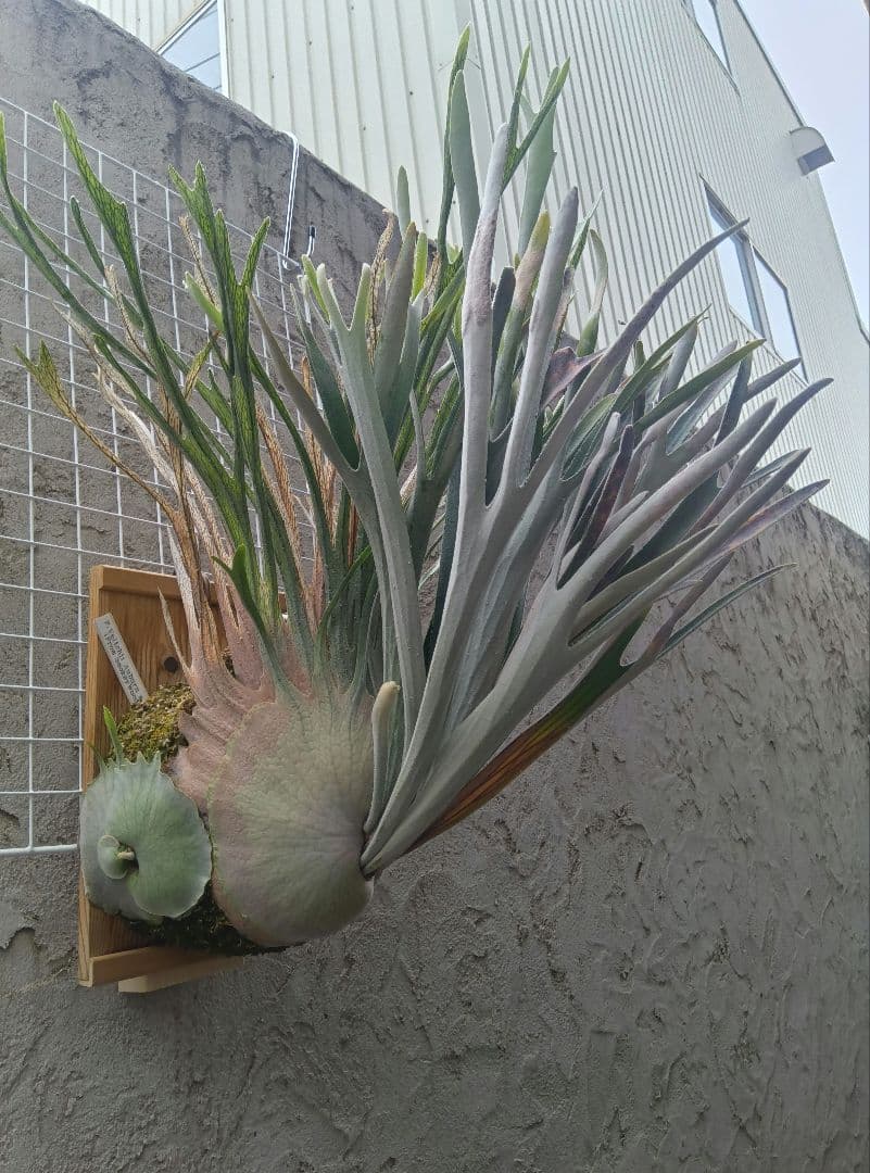 p.veitchii auburn  ベイチー　アーバンリバー