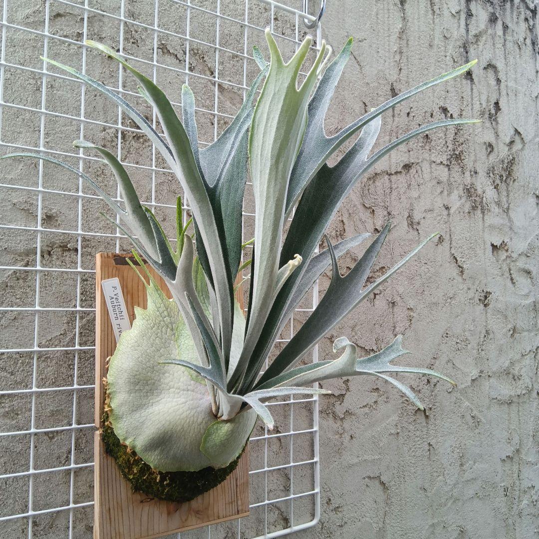 p.veitchii auburn  ベイチー　アーバンリバー