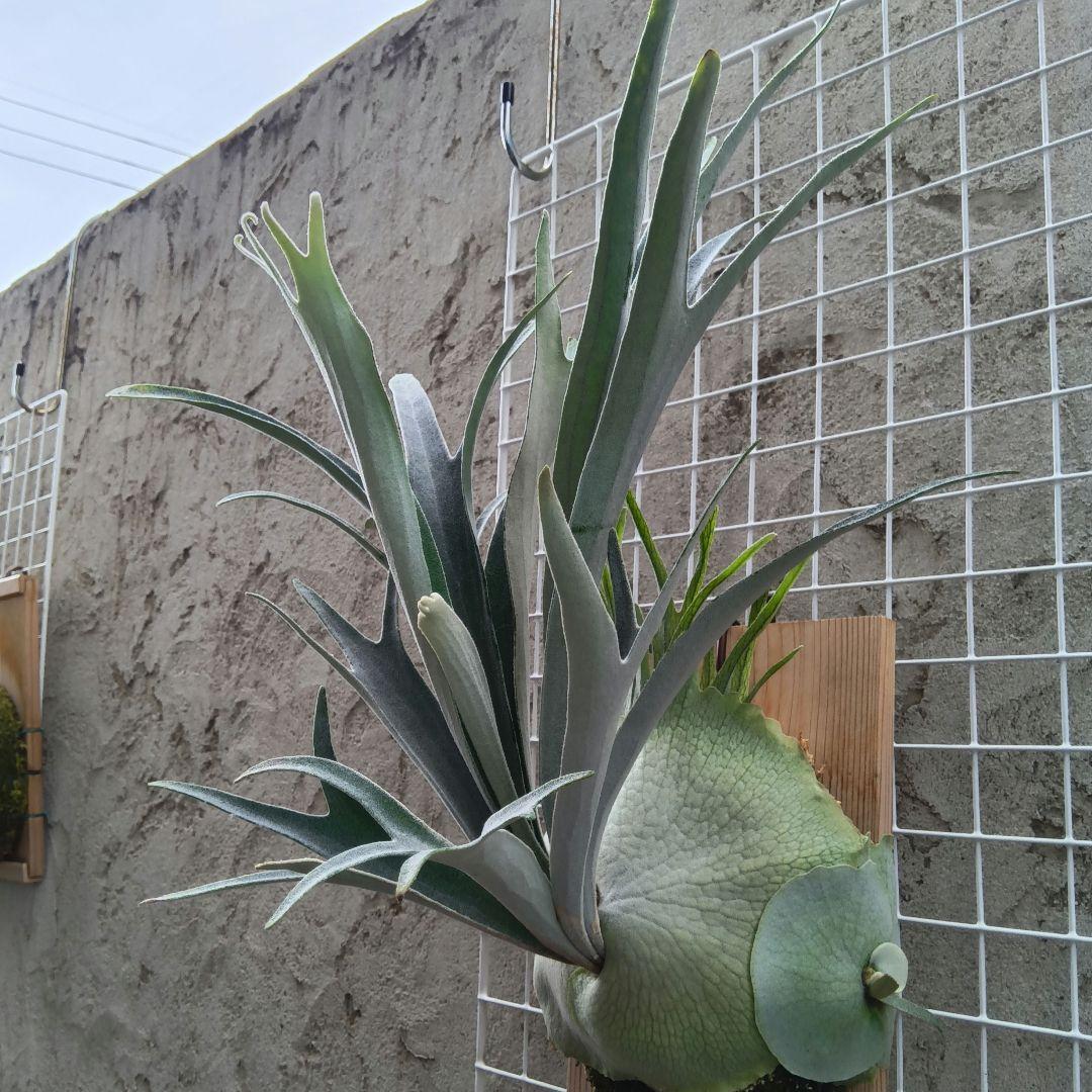 p.veitchii auburn  ベイチー　アーバンリバー