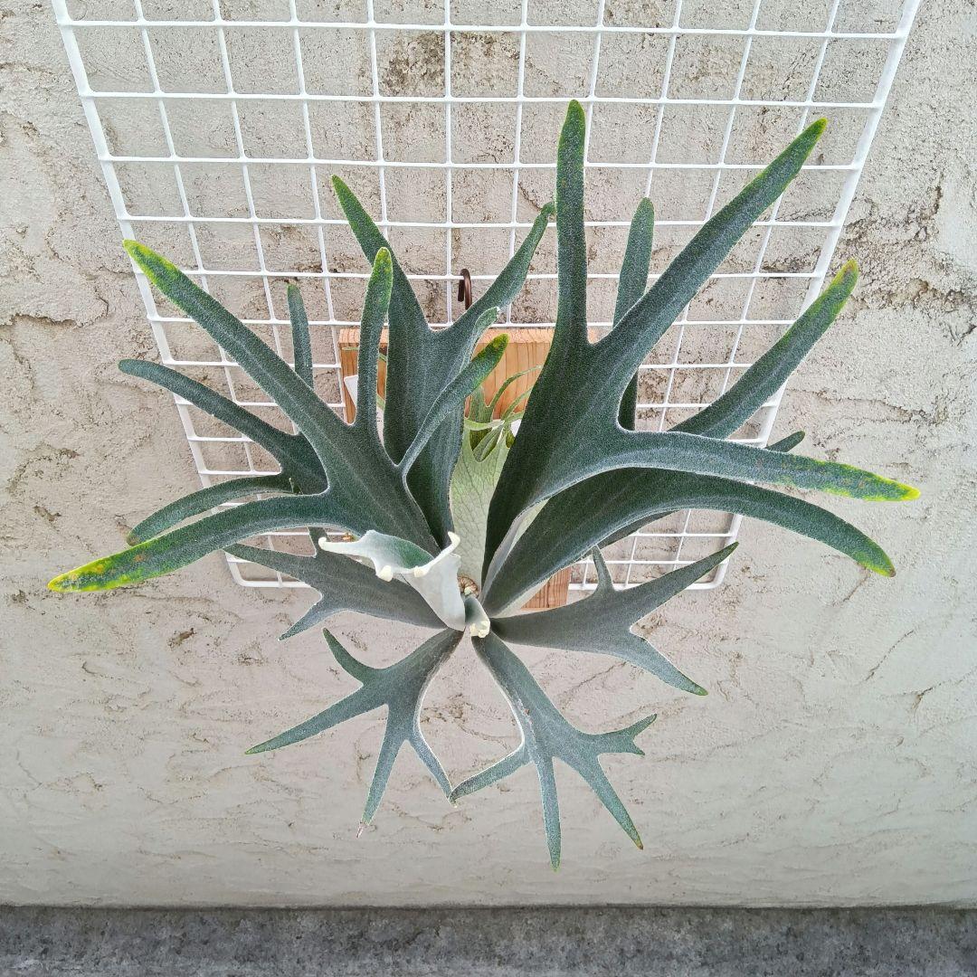 p.veitchii auburn  ベイチー　アーバンリバー