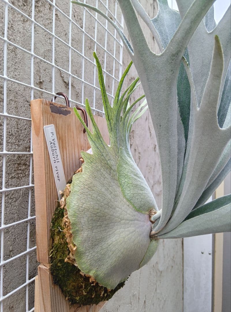 p.veitchii auburn  ベイチー　アーバンリバー