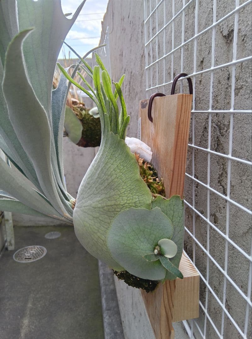 p.veitchii auburn  ベイチー　アーバンリバー