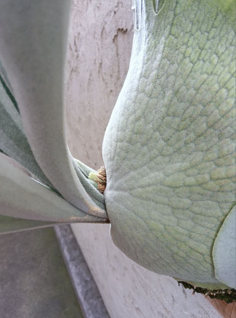 p.veitchii auburn  ベイチー　アーバンリバー