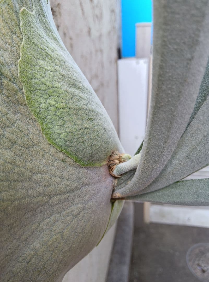 p.veitchii auburn  ベイチー　アーバンリバー