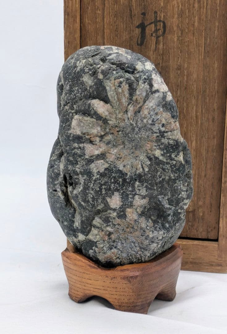 菊花石　ピンク主体の花　根尾 小林宗閑箱書き　鑑賞石 水石 　木製台座　文化財級