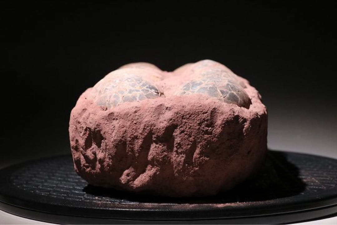 ☆赤字☆【入手困難】博物館クラスサイズ 海外産　ハドロサウルスの卵の巣　8個 !