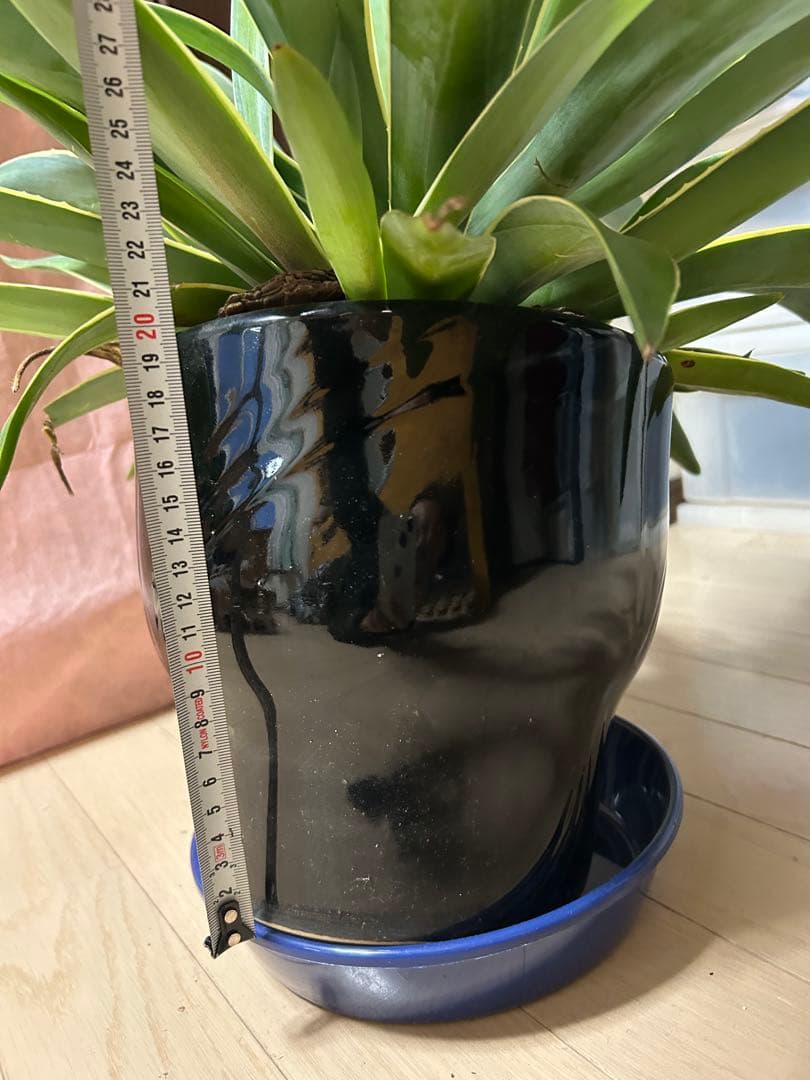 アガベ ベネズエラ　 黒陶器鉢 付き　高・幅:約60cm