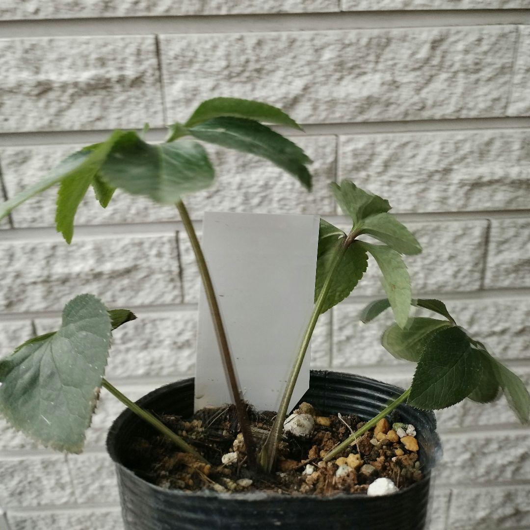 クリスマスローズ　ss　パステリッシュ ストレイン　4号　苗　鉢　　バラ