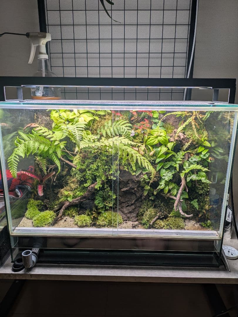 RainForest パルダリウム 60×30×45cm レイアウト込み