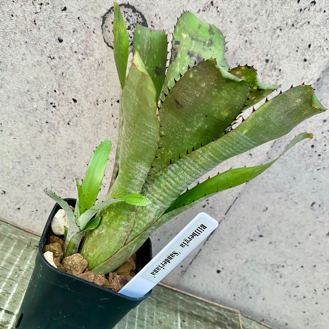 子株付きです！タンクブロメリア　ビルベルギア　『Sanderiana』