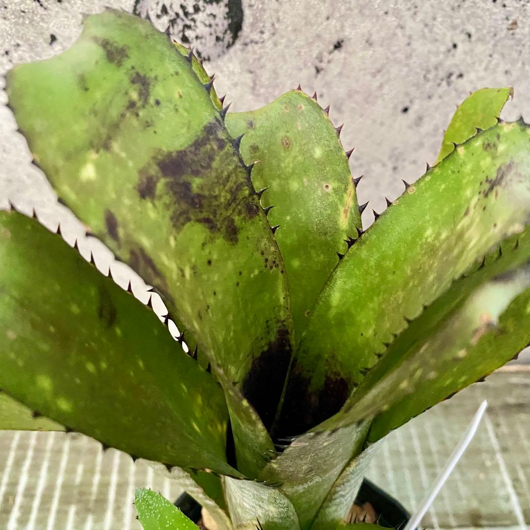 子株付きです！タンクブロメリア　ビルベルギア　『Sanderiana』